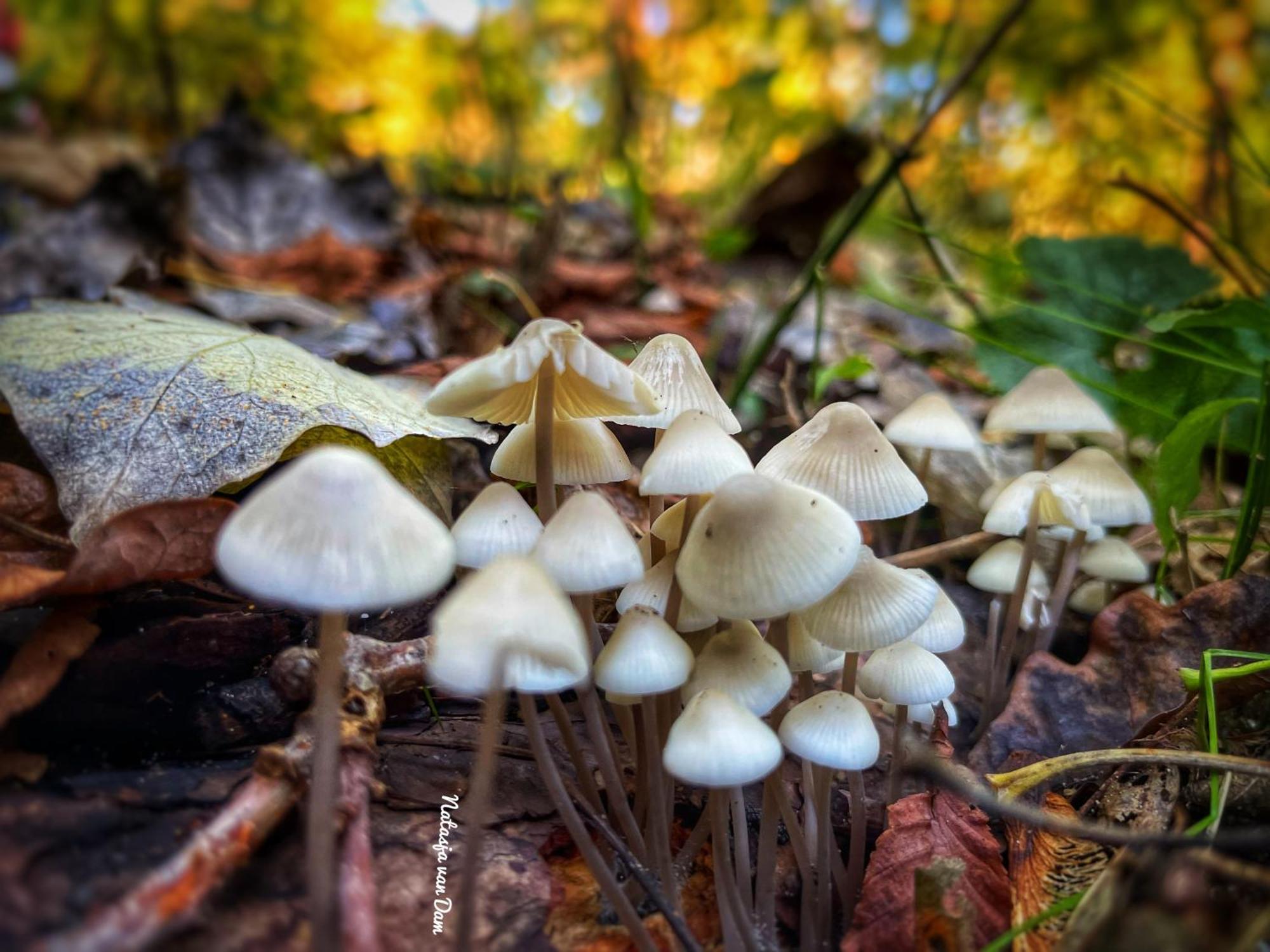Cabin De Duinweg: Direct Aan Duin En Bos Нордвейк Екстер'єр фото
